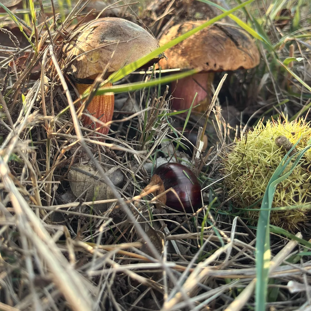 Setas entre la hierba del souto, junto a una castaña y un erizo verde